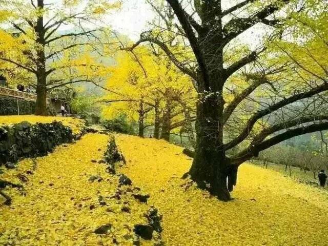 milan米兰app官网